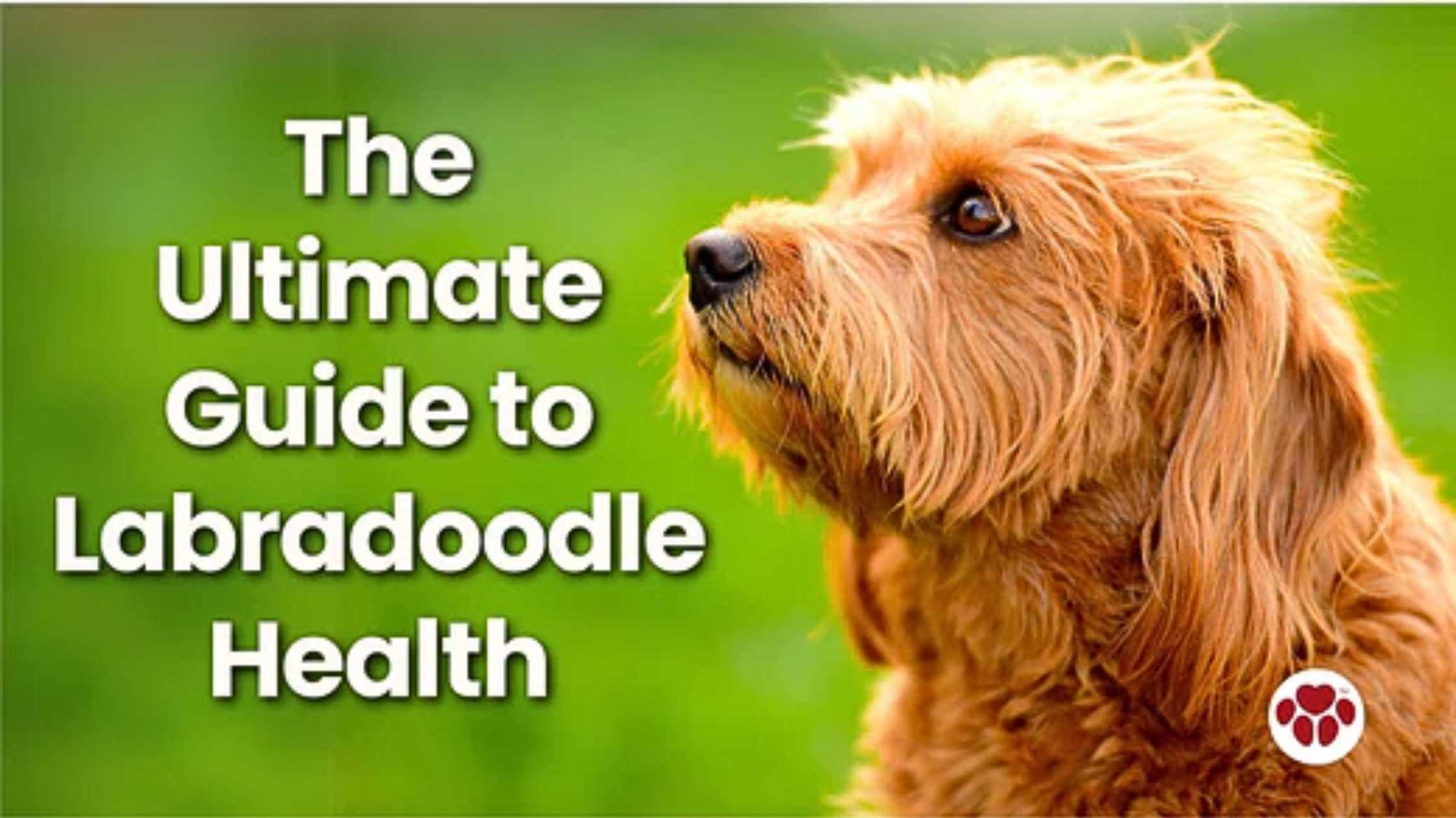 Caring for Labradoodle